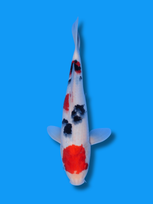 Maruten Sanke | Koi&Co.